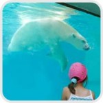 girl watching polar bear at zoo